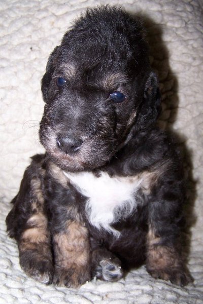 Arc-en-ciel Arlequin 06.02 (11).JPG